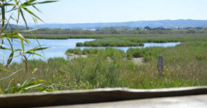 Sentier Paluns Patafloux Barlatier à Marignane, balade nature avec observatoires d’oiseaux en famille