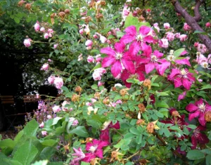 balade - Parent Cool