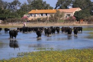 Manade famille Camargue Baumelles enfants avec chevaux et taureaux près d’Arles