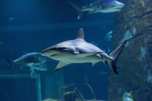 Une famille de dos observant avec émerveillement des requins et des poissons tropicaux à travers la grande vitre d'un tunnel sous-marin à l'aquarium.