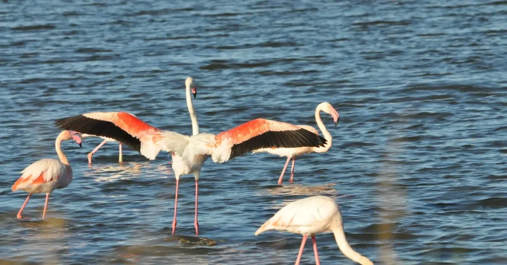 Flamants roses dans les Salins d'Hyères, un espace naturel à découvrir en famille dans le Var.